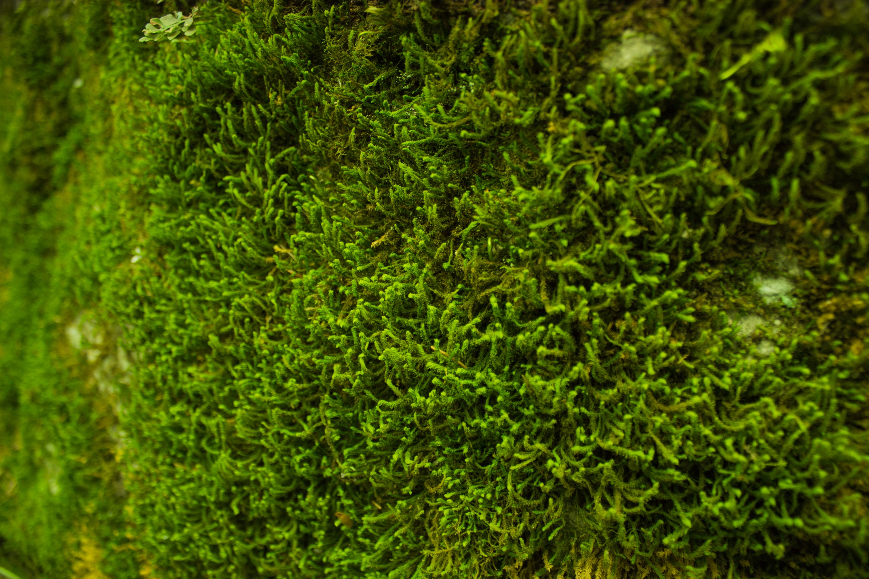 Green Moss On Ground Free Image Peakpx