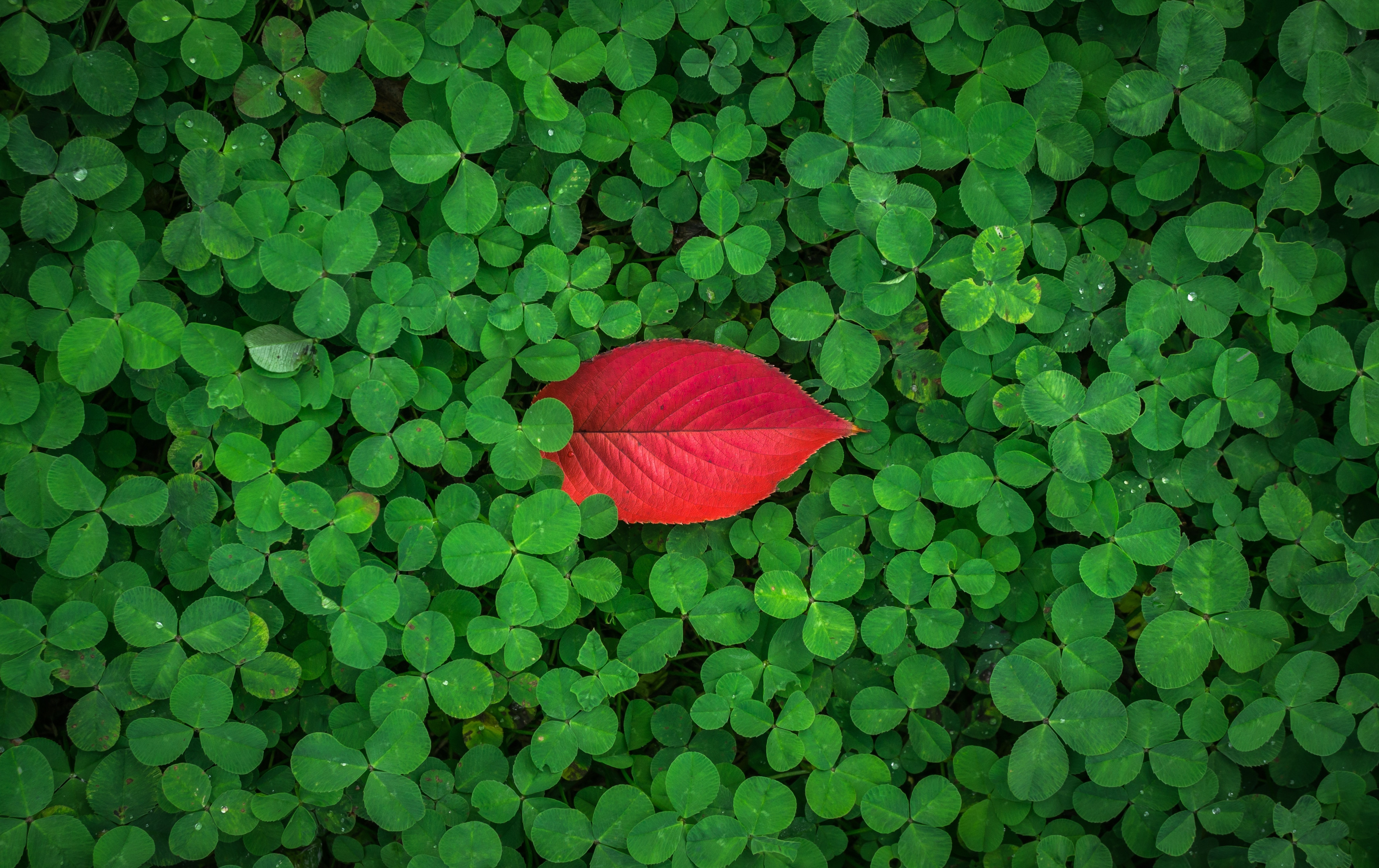 Red and green leaf art free image  Peakpx