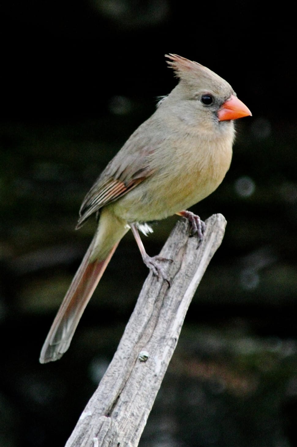 Female Northern Cardinal free image Peakpx