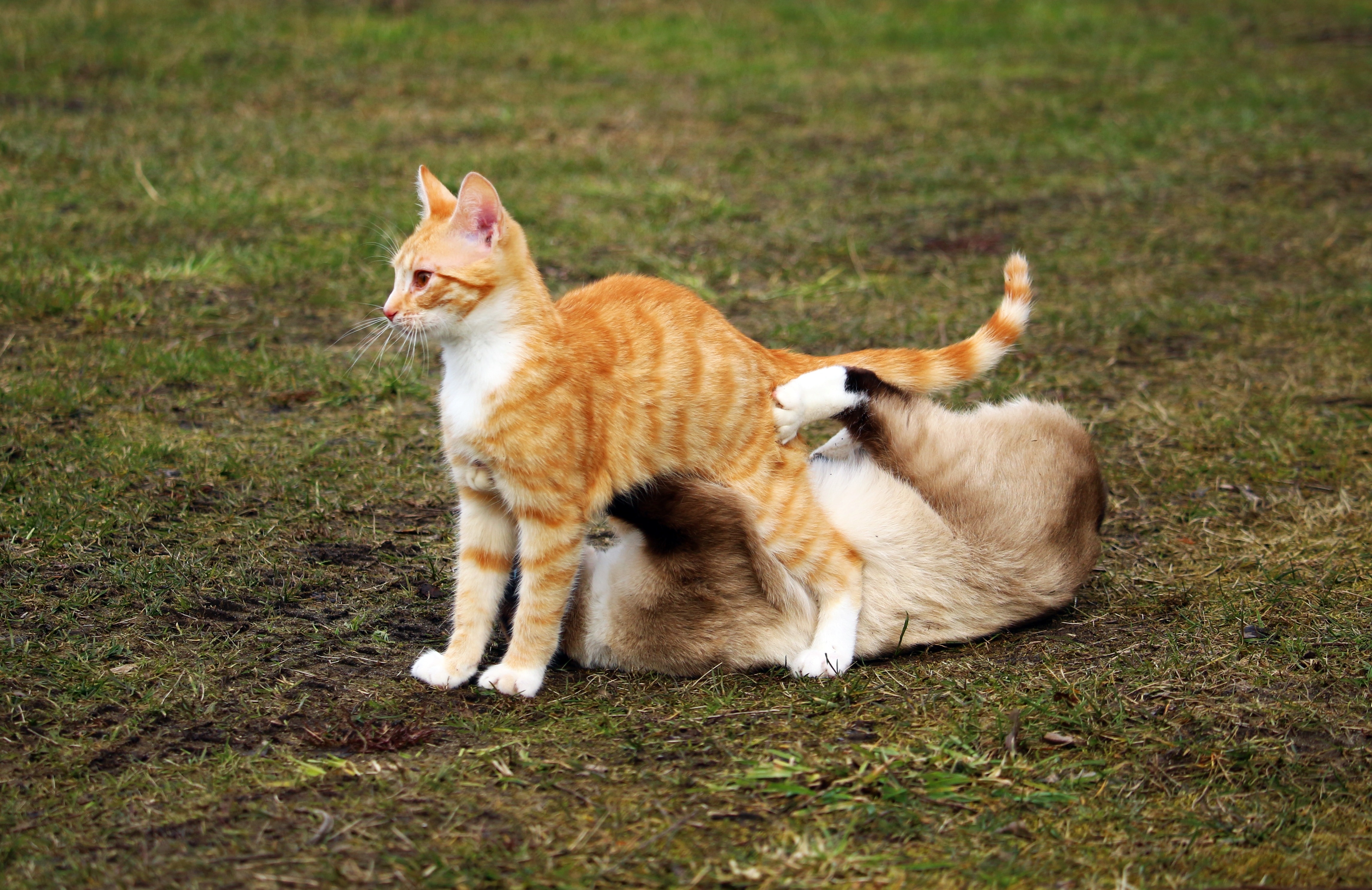 two cats playing on the ground free image - Peakpx