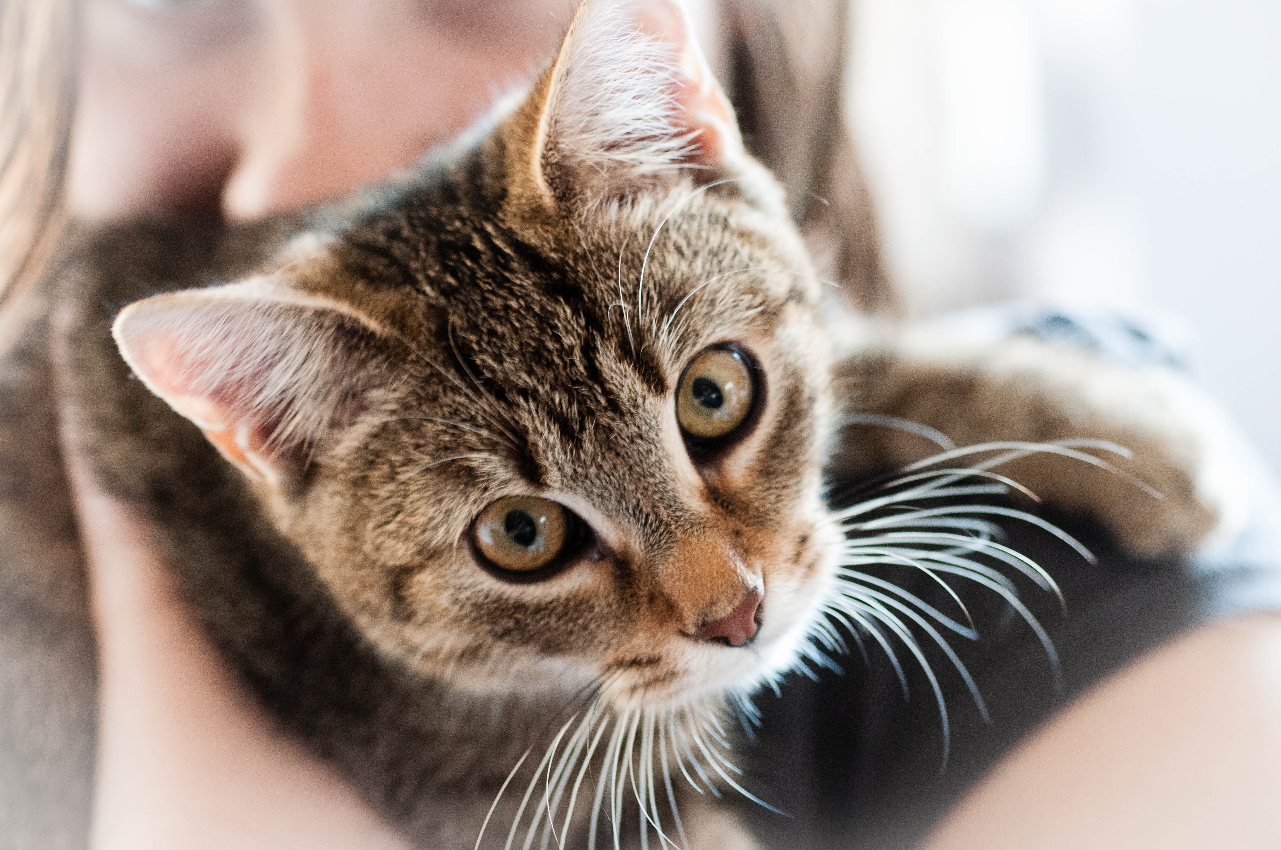 Pet, Dear, Animal, Cat, Domestic Cat, domestic cat, pets free image | Peakpx