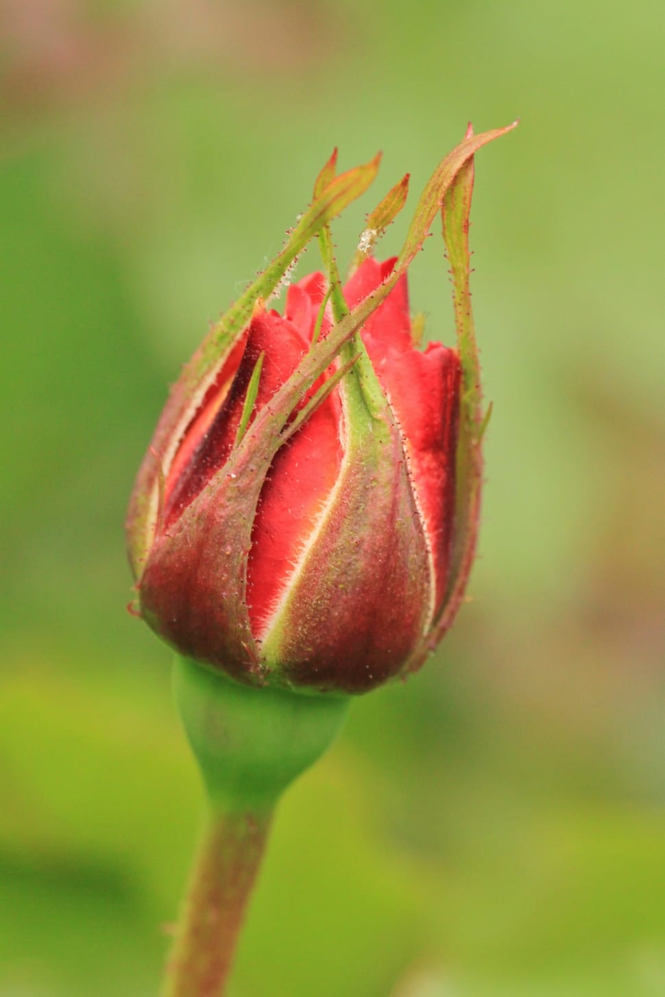 Rose Bud Rose Flower Roses Rosebud Close Up Growth Free Image