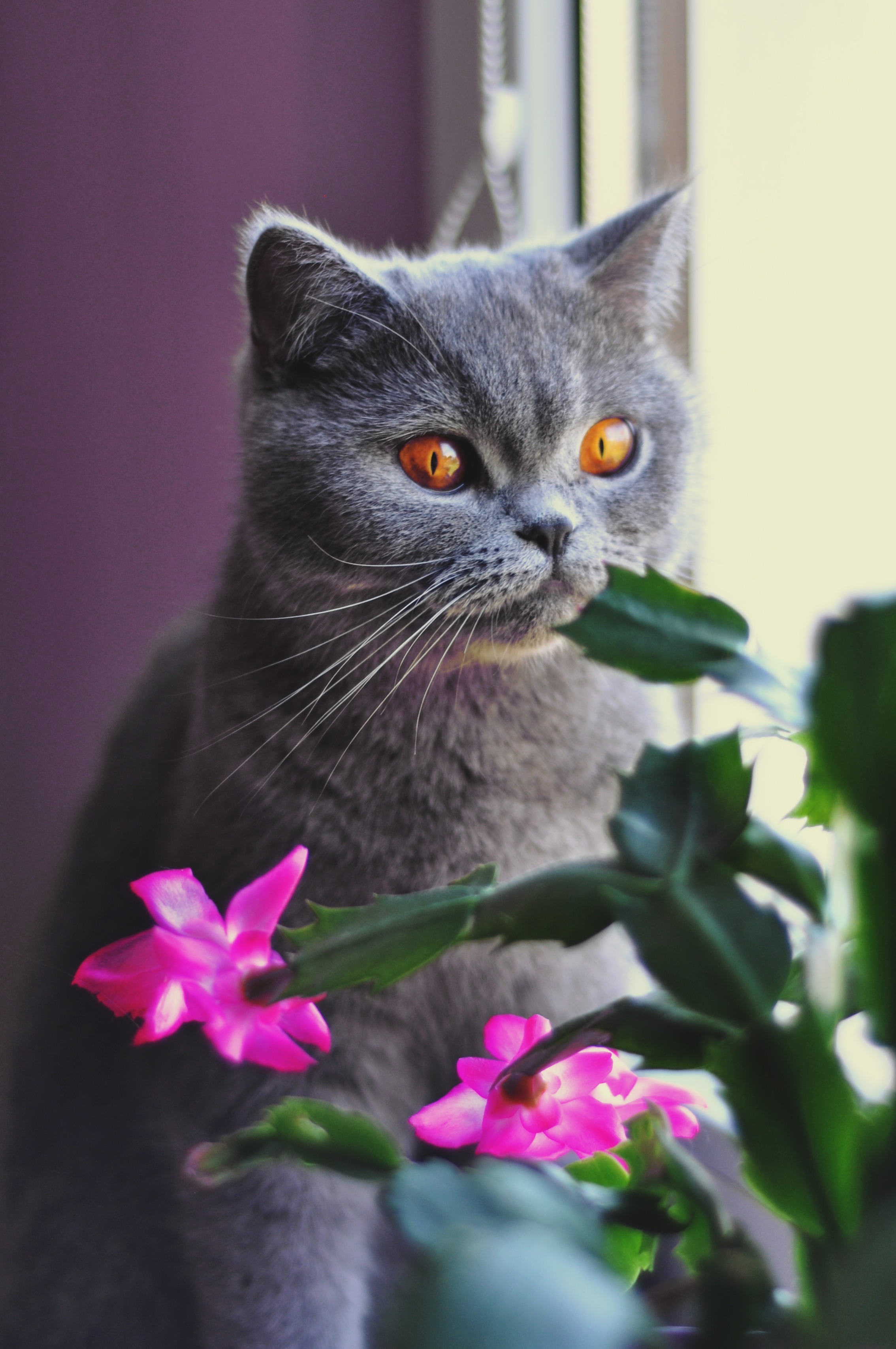 cat-british-shorthair-cat-pet-feline-wallpaper.jpg