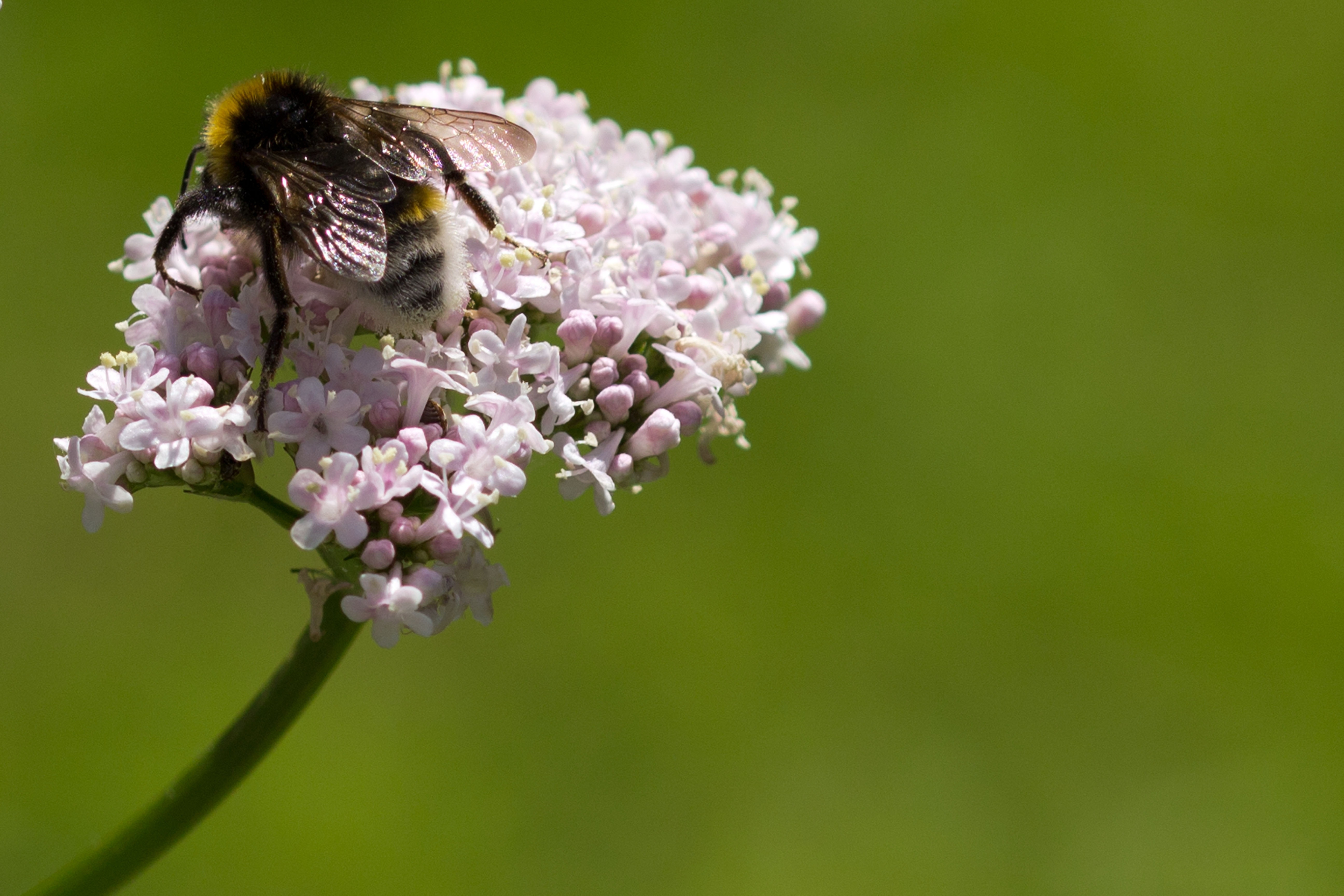 X Wallpaper Black Yellow And White Bee Peakpx