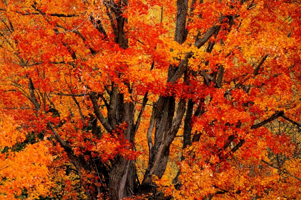 Tree Fall Color Leaves Seasons Autumn Orange Color Free Image Peakpx 