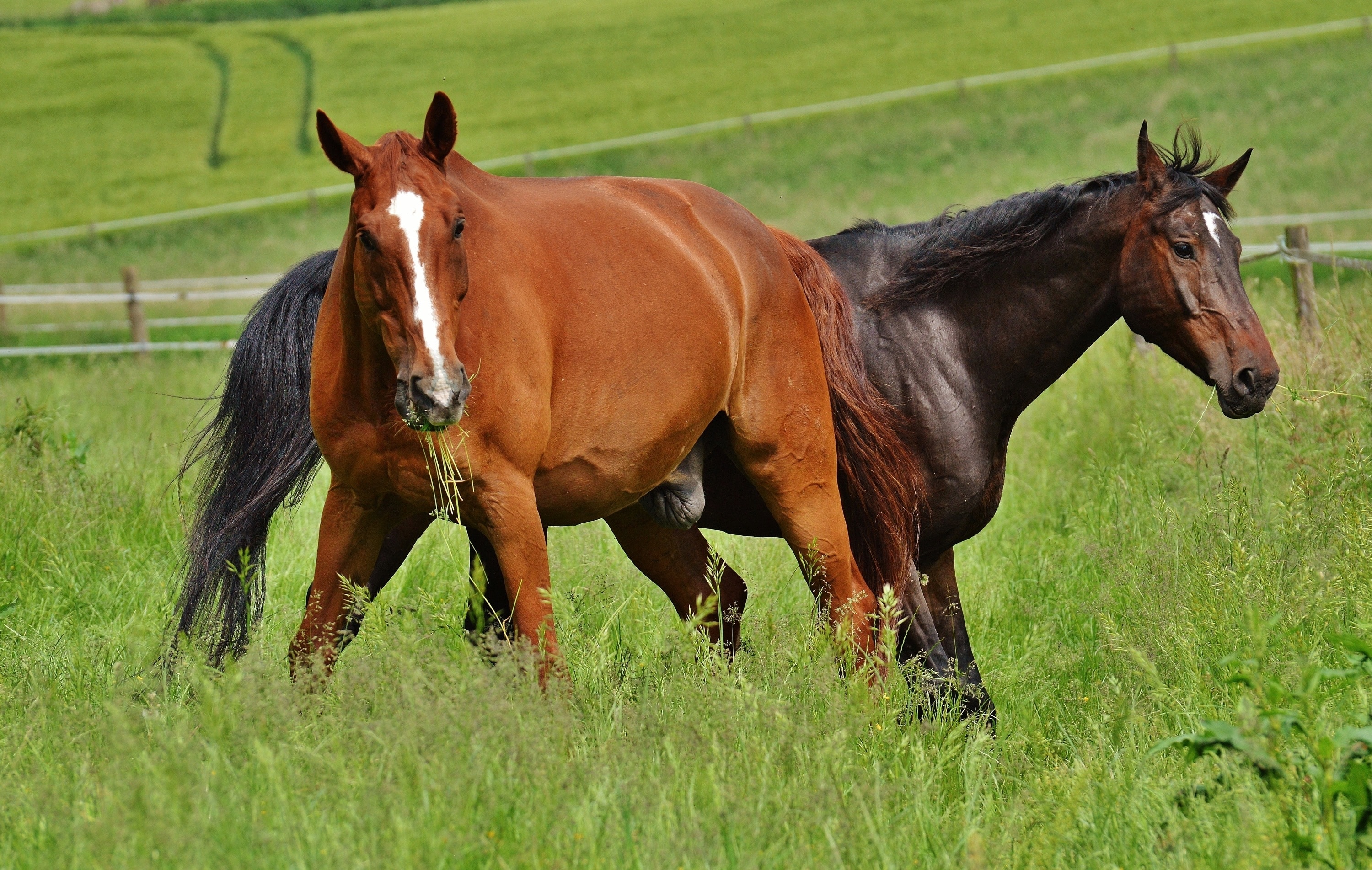 Girl taking stallion cock