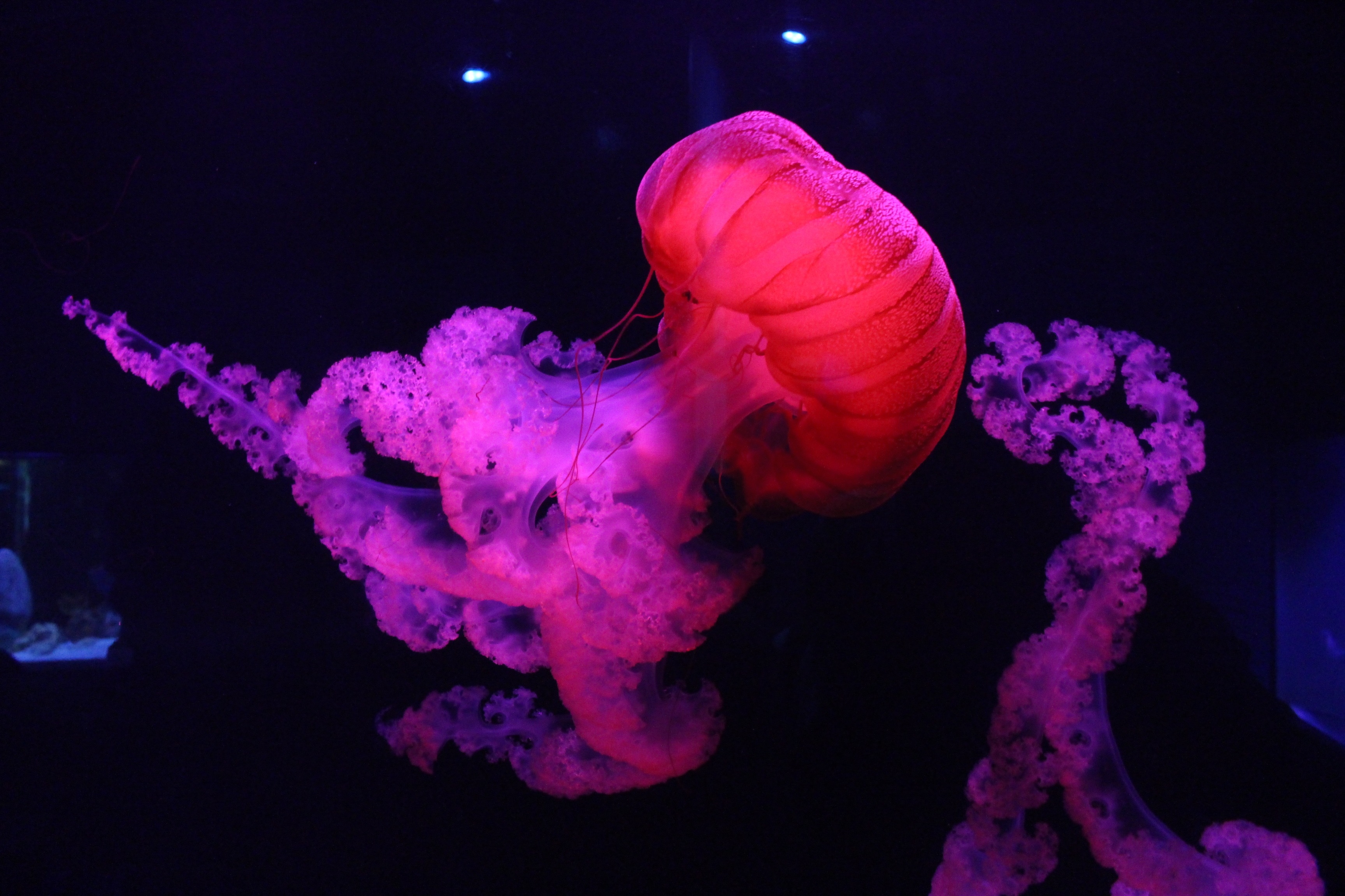 water Underwater Nature Animals Sea Jellyfish Dark Black 