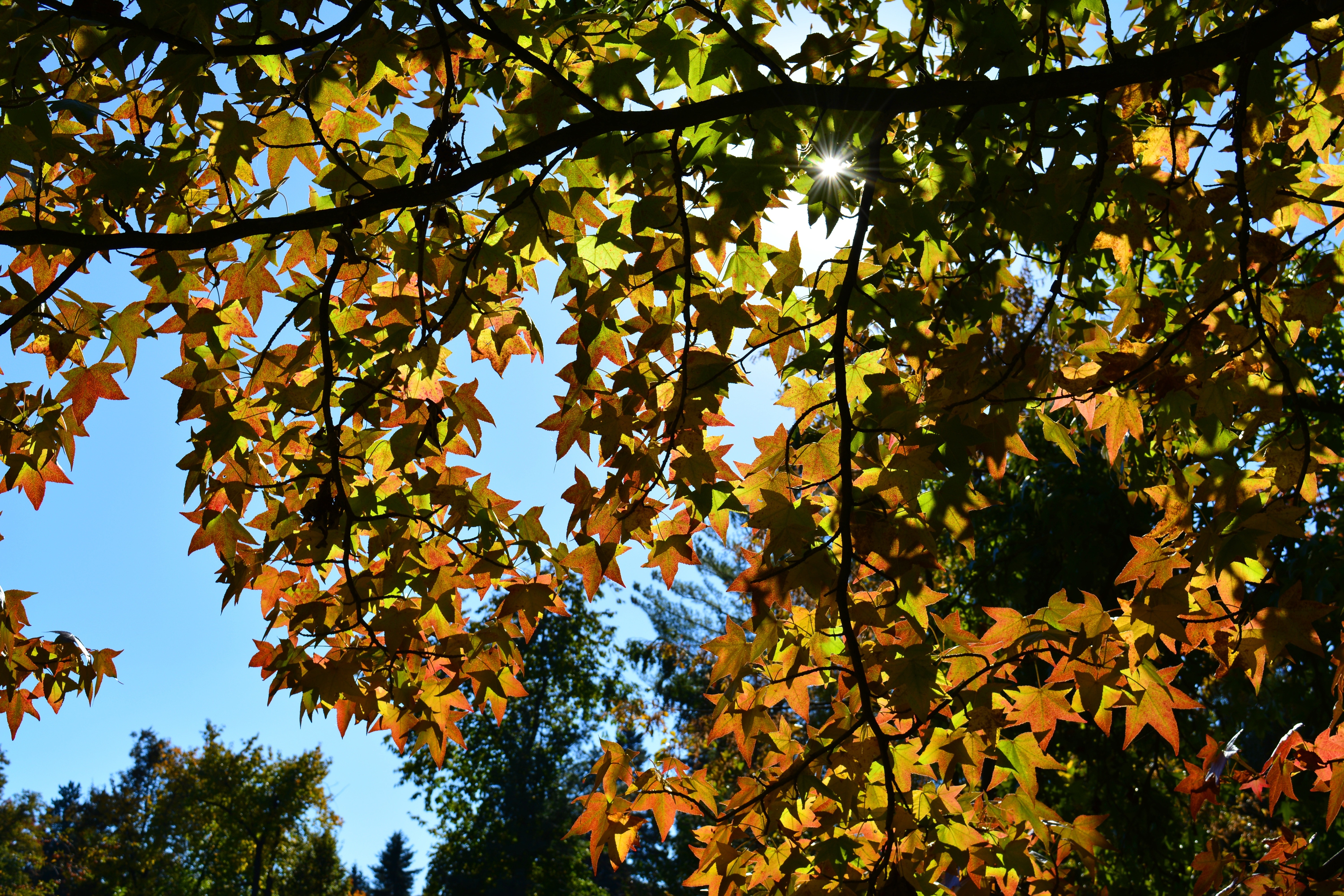 Sunshine Leaves Tree Autumn Fall Tree Nature Free Image Peakpx