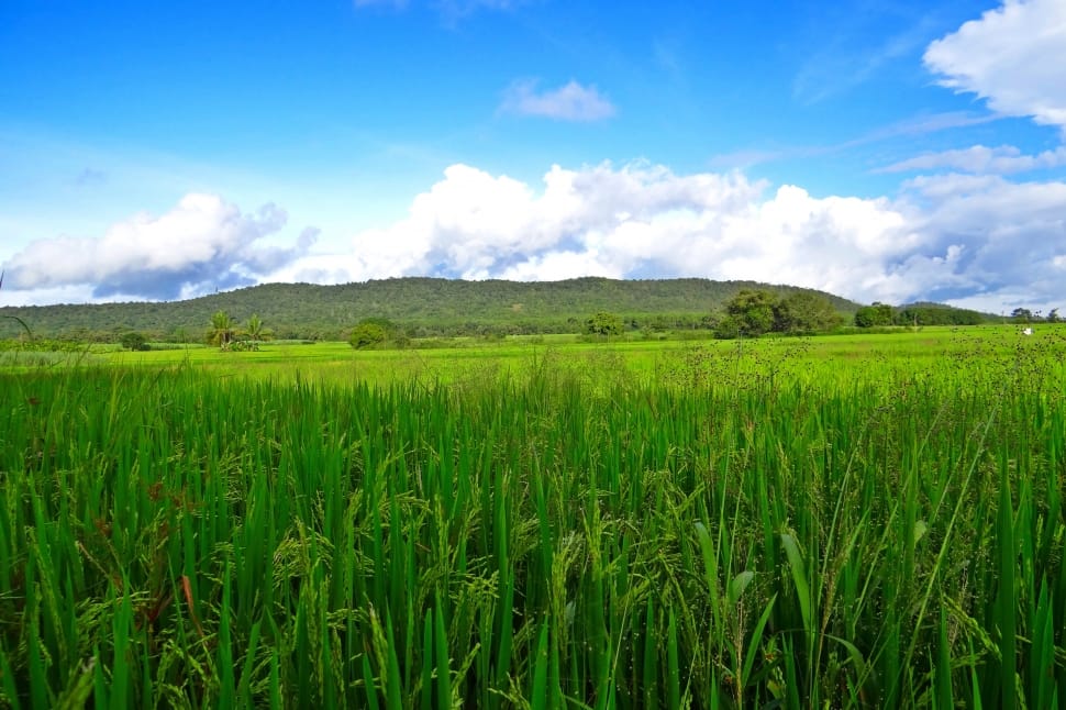 Fields Paddy Crops Greenery Rice Field Agriculture Free Image 
