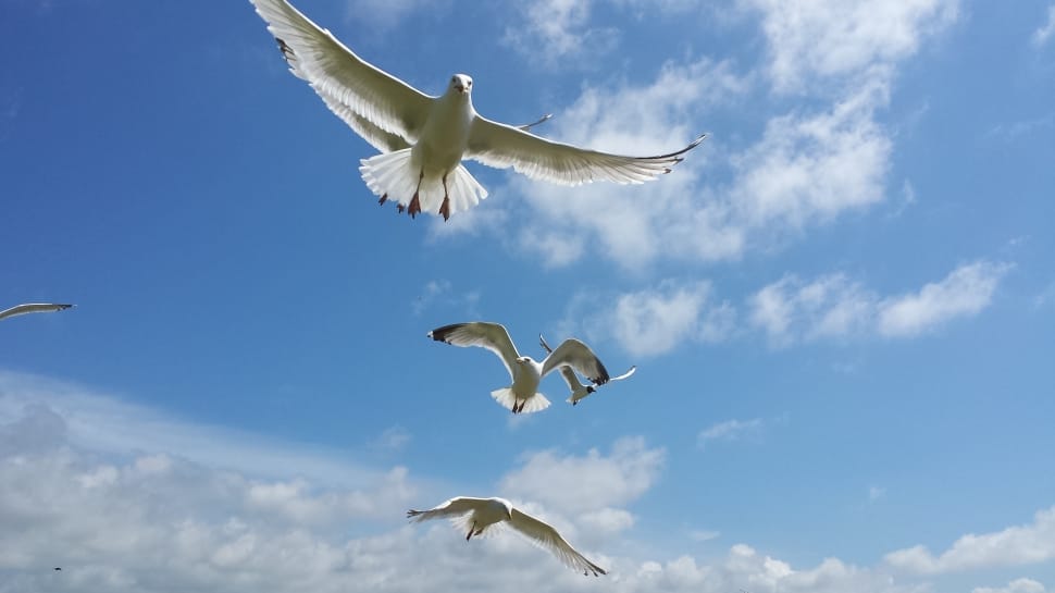 3 Bird Flying Free Image Peakpx