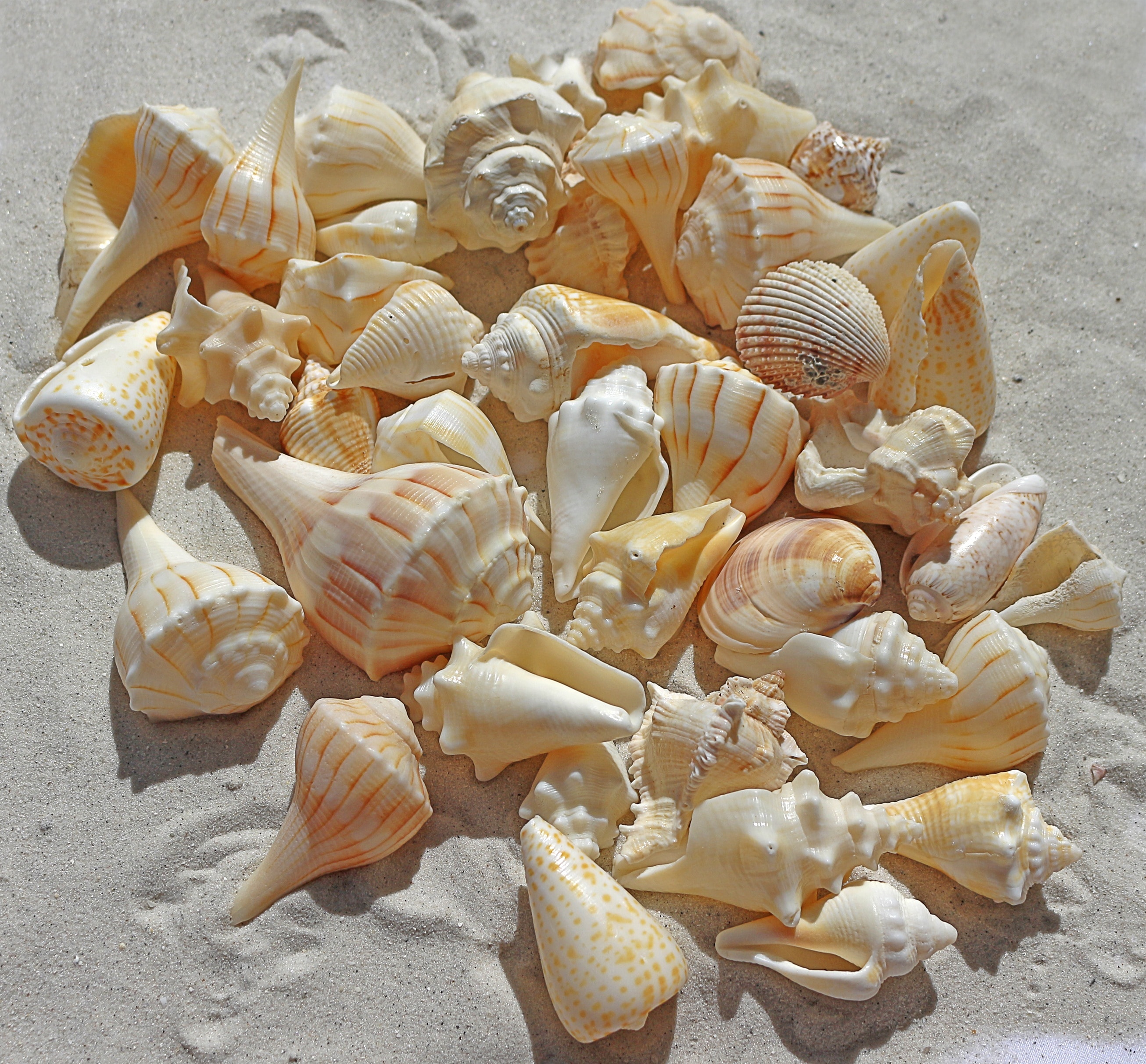 X Wallpaper Seashell Lot Peakpx