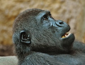 69 royalty free gorilla images | Peakpx