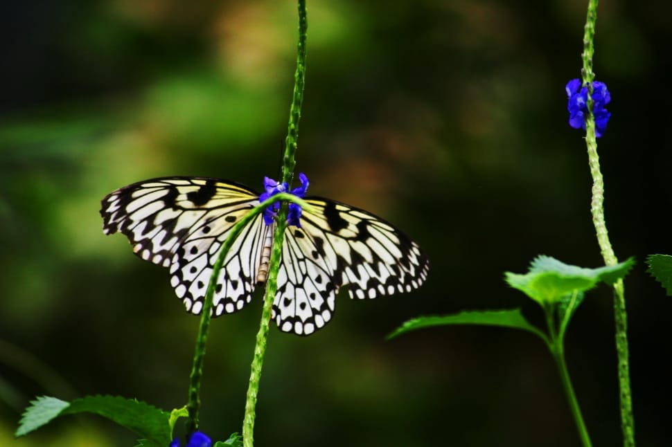 White, Chessboard Butterfly, Butterfly, butterfly - insect, insect preview