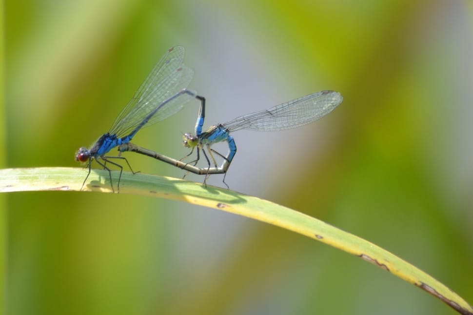 Nature, Pairing, Dragonflies, insect, one animal preview