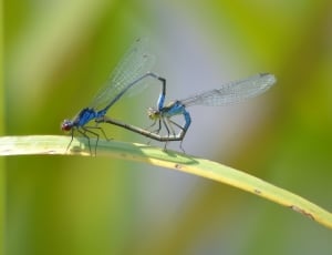 Nature, Pairing, Dragonflies, insect, one animal thumbnail