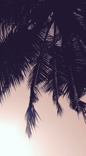 silhouette of palm tree during sunset thumbnail