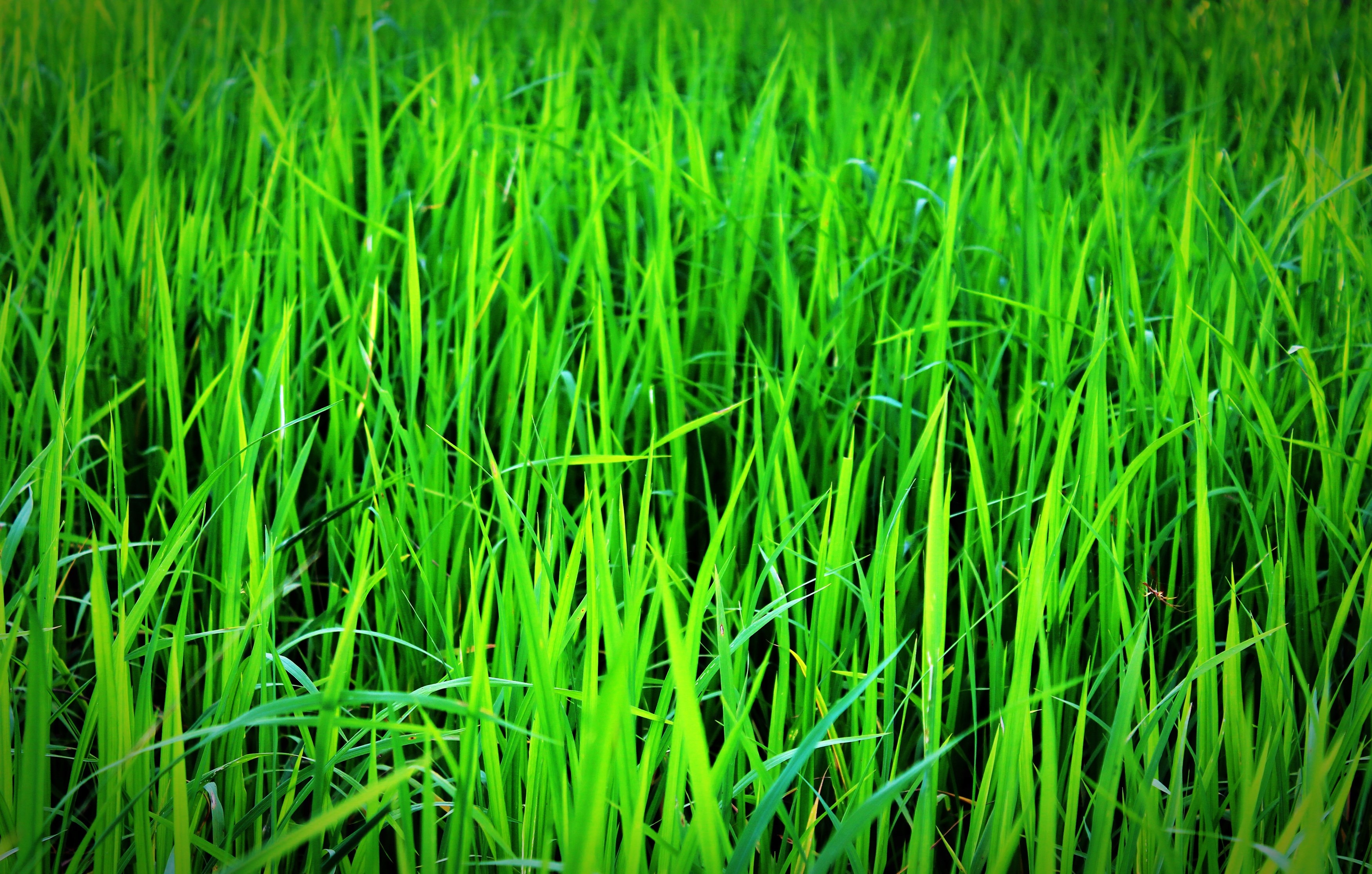 green grass lot
