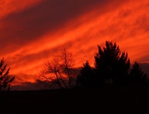 green trees under red clouds thumbnail