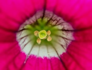 Macro, Pollen, Flower, Nature, Pistil, flower, growth thumbnail