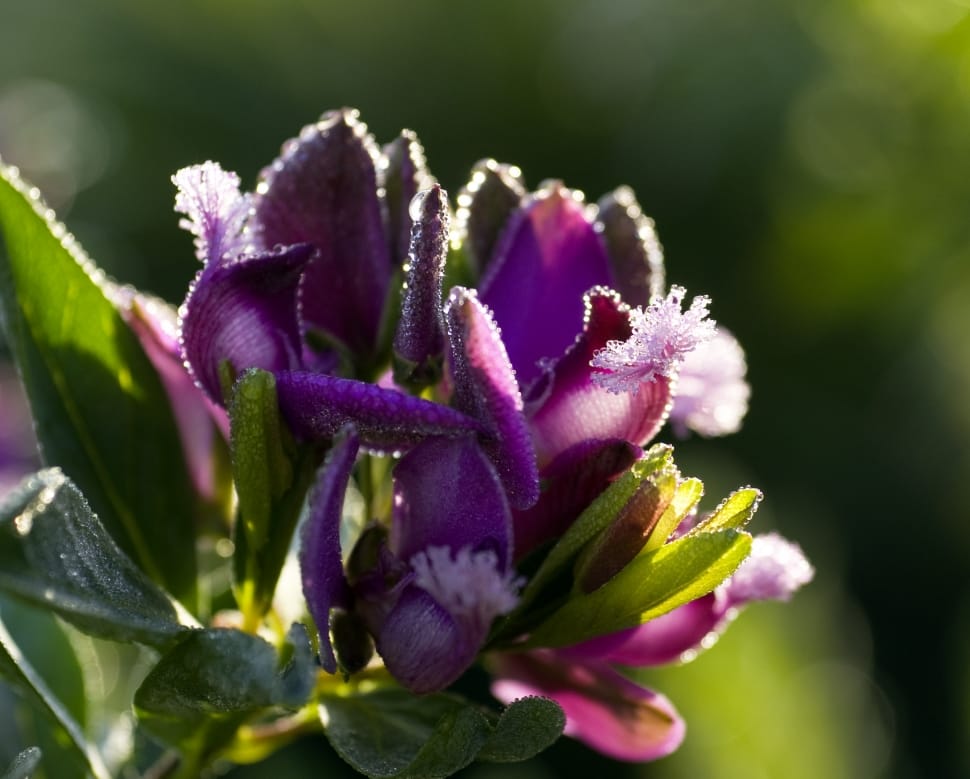 purple and green flower plant preview
