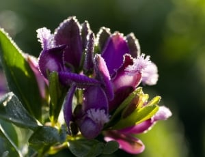 purple and green flower plant thumbnail