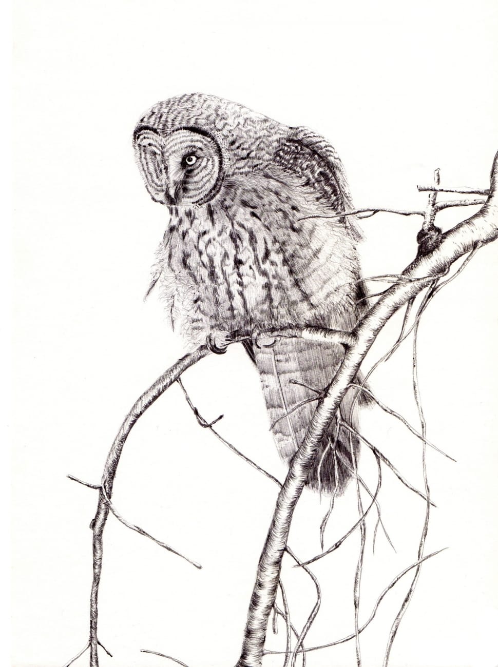 Bird, Pen, Drawing, Illustration, Animal, science, biology free image |  Peakpx