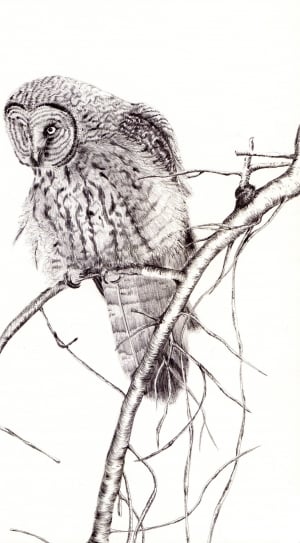 Bird, Pen, Drawing, Illustration, Animal, science, biology thumbnail