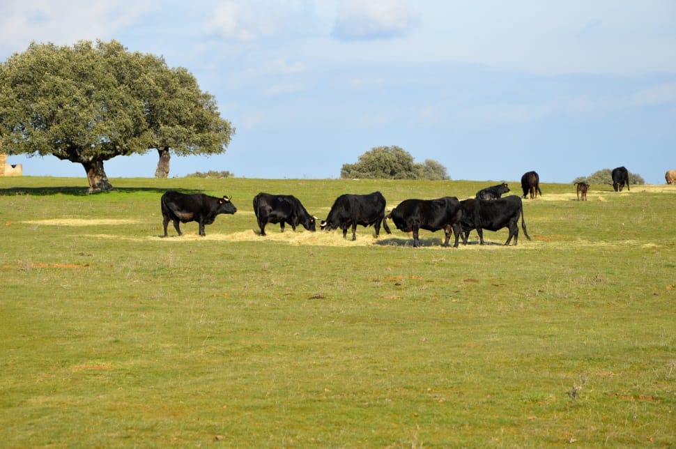 eight black and brown cow on green field under clear blue sky during daytime preview