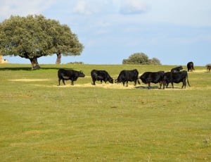 eight black and brown cow on green field under clear blue sky during daytime thumbnail
