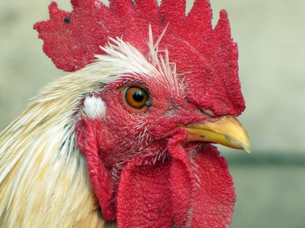 Poultry, Hen, Bird, red, chicken - bird preview
