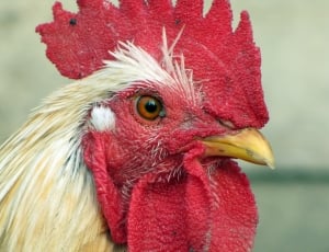 Poultry, Hen, Bird, red, chicken - bird thumbnail