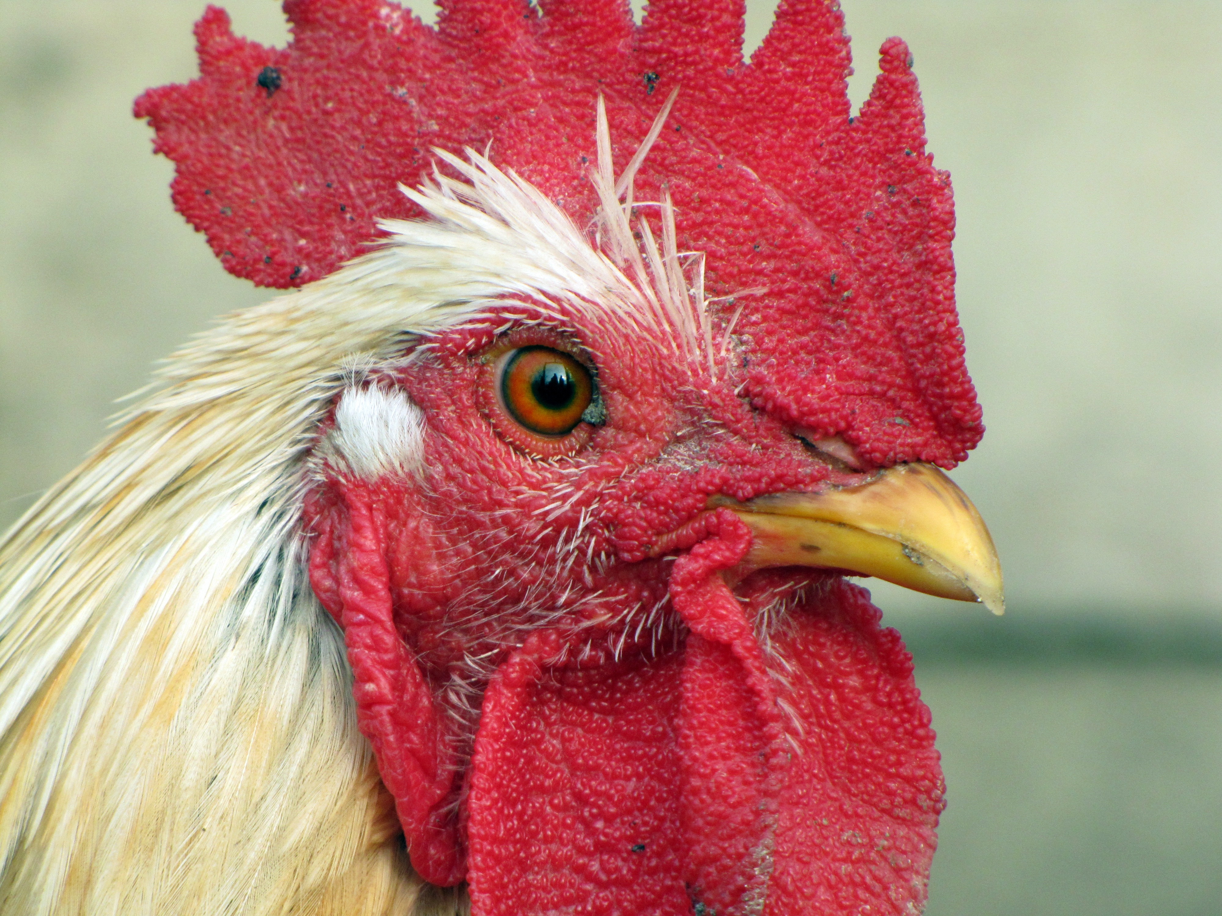 Poultry, Hen, Bird, red, chicken - bird