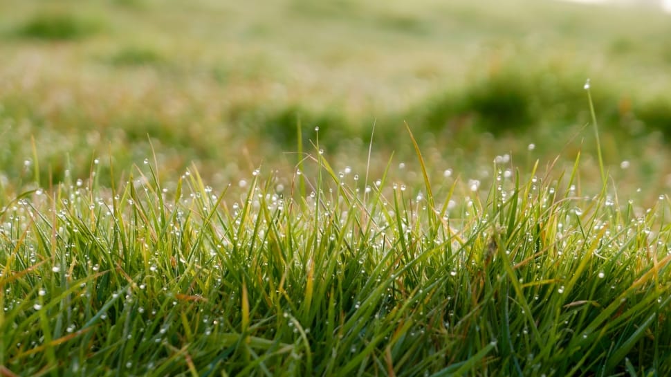 close up photo of green grass field preview