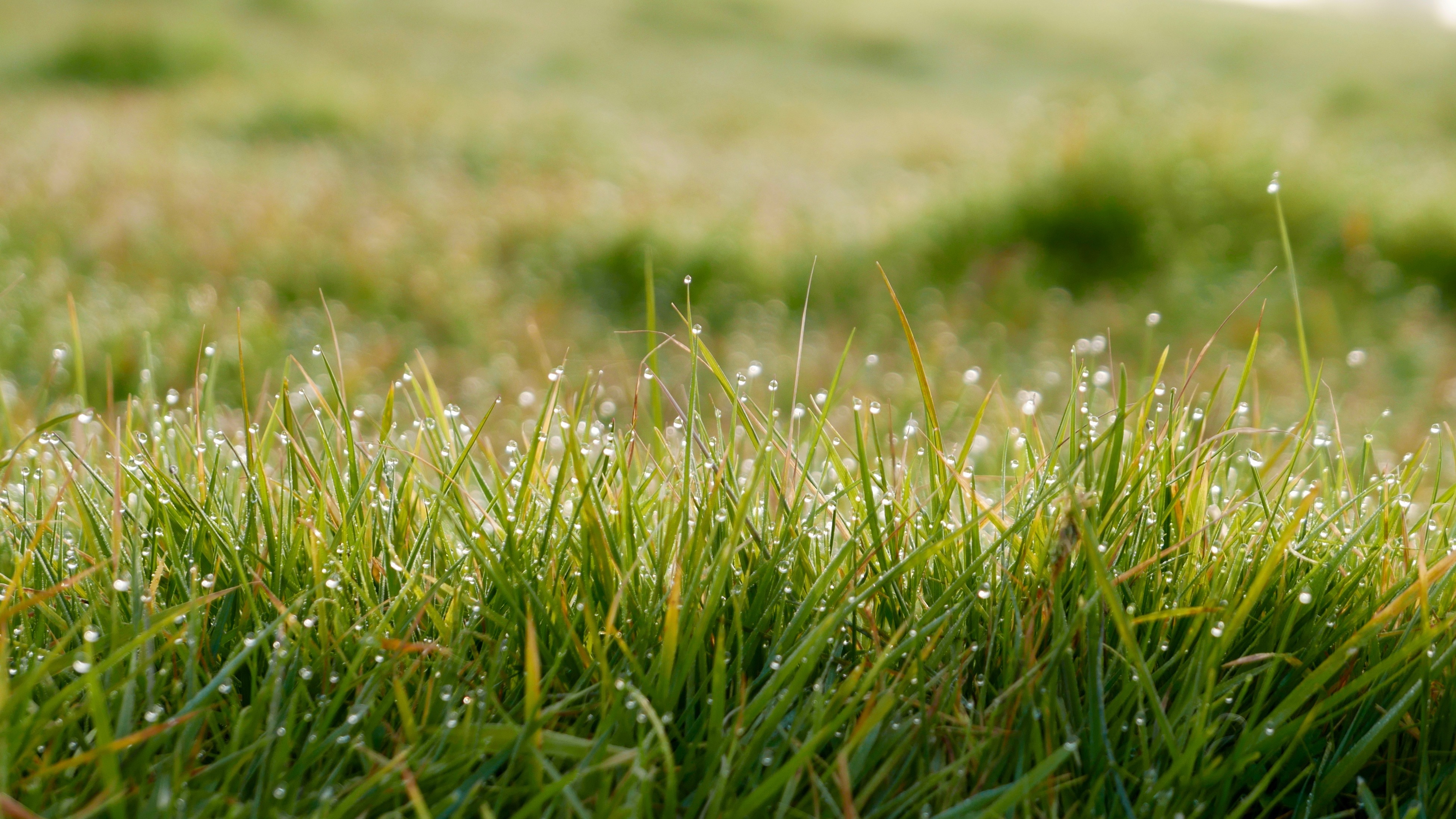 close up photo of green grass field