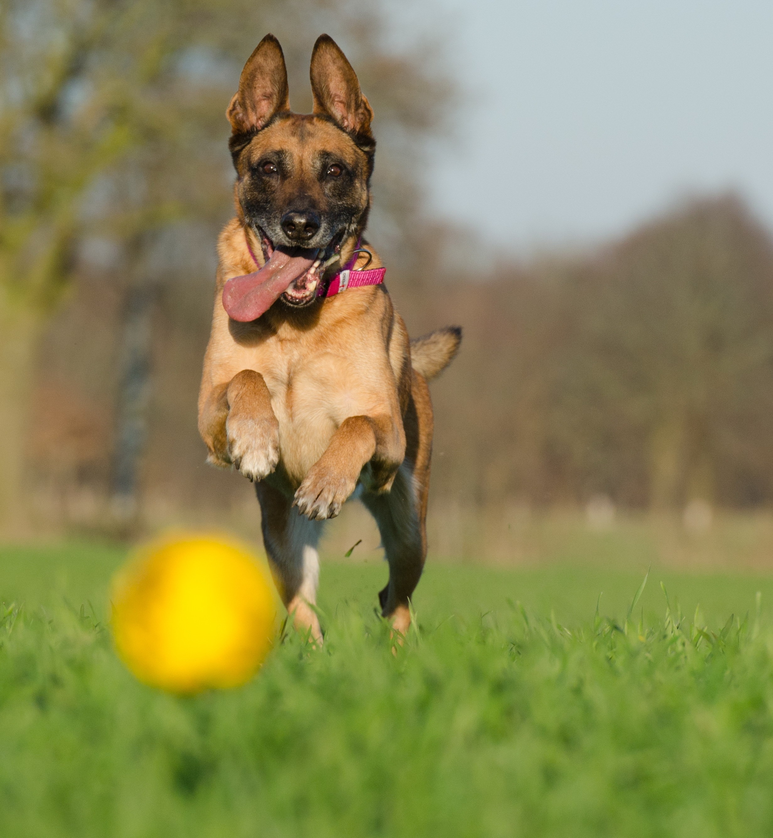 1080x1920 wallpaper | black and tan belgian malinois | Peakpx