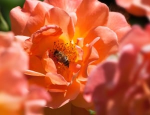 honey bee on pink flower collecting nectar thumbnail