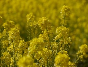 yellow flower field thumbnail