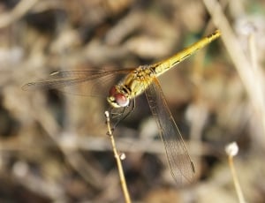 red eyed dragonfly thumbnail