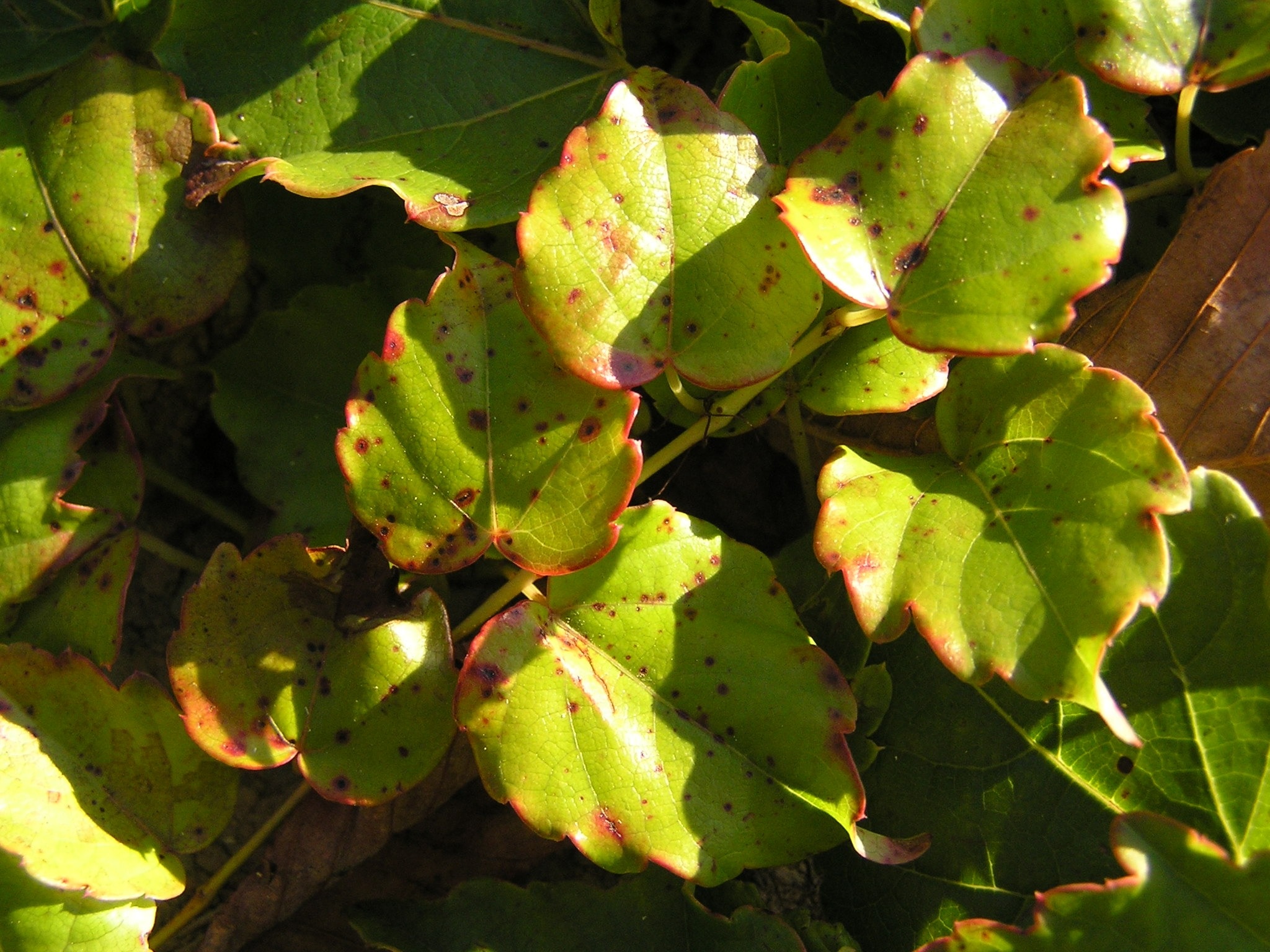 green and red leaf plant