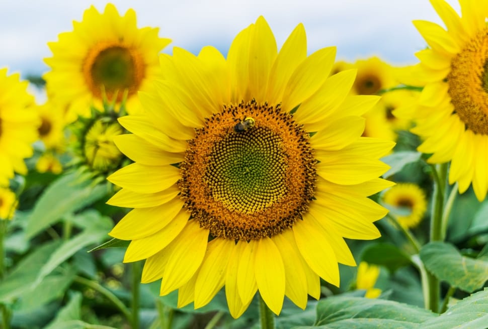 sunflower, yellow, petal, plant, flower, yellow preview
