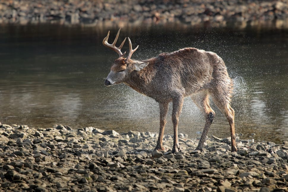 beige reindeer near body of water preview