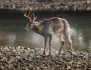 beige reindeer near body of water thumbnail
