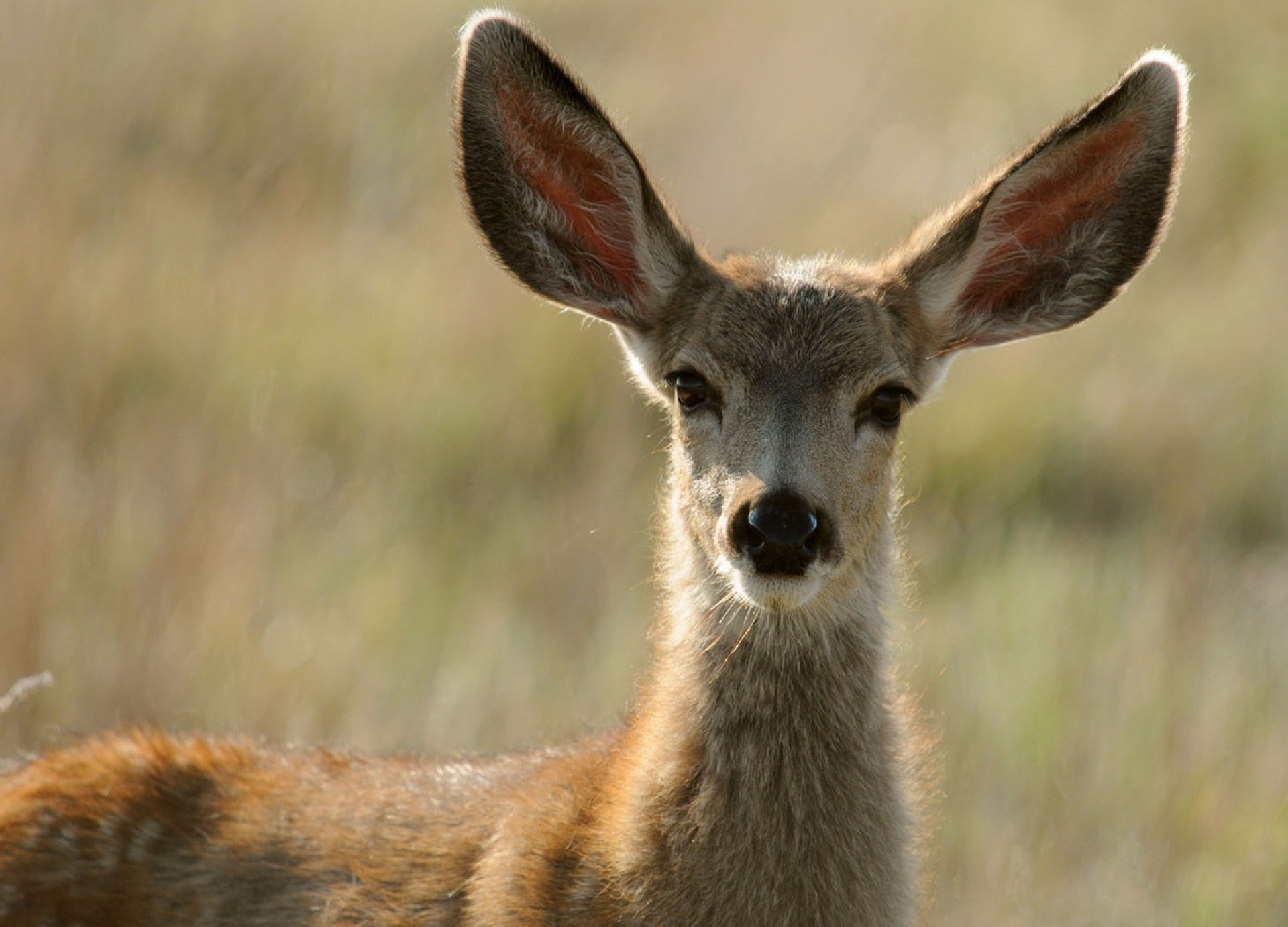 brown deer on closeup photography
