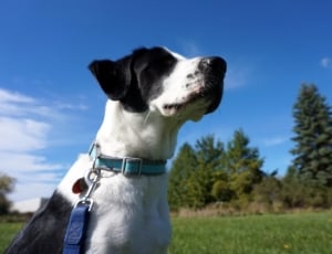 closeup photo of black and white short coated dog at green grass field during daytime thumbnail