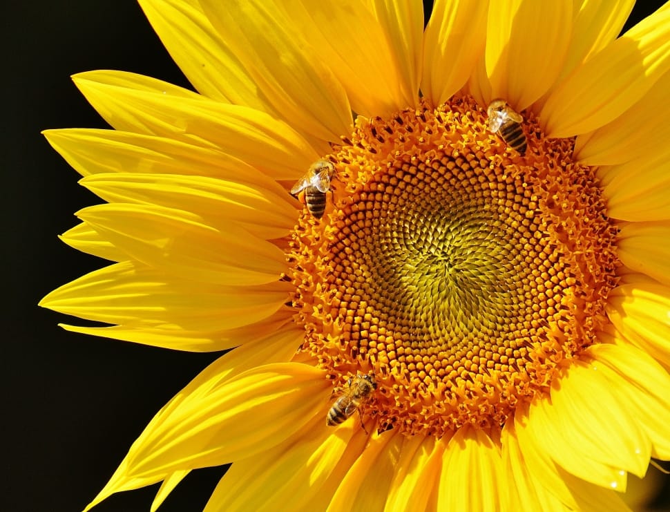 yellow flower with honeybees preview