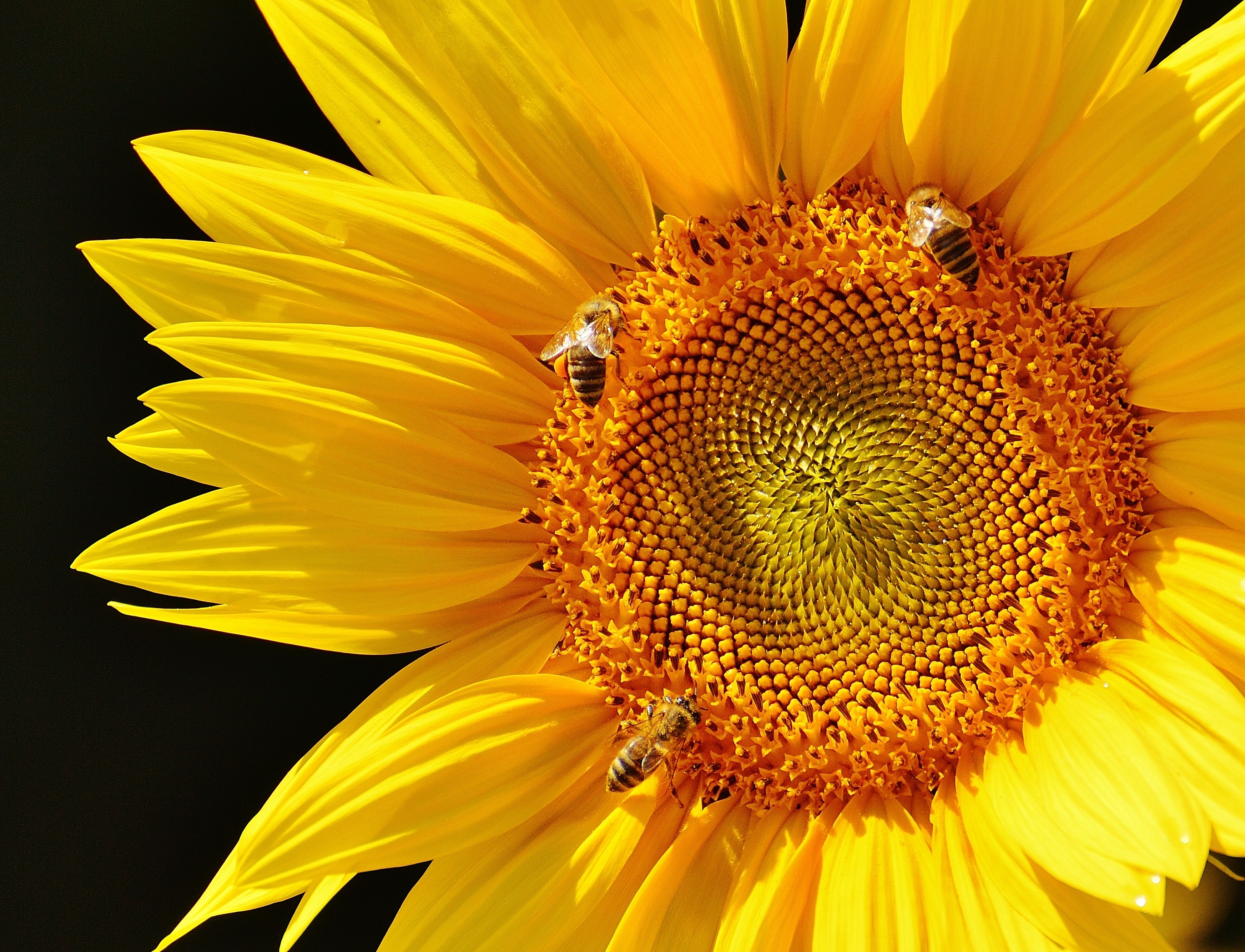 yellow flower with honeybees