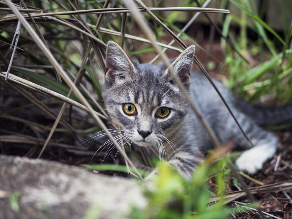 brown tabby kitten lying on grass during daytime preview