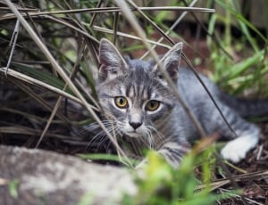 brown tabby kitten lying on grass during daytime thumbnail