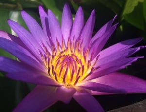 Water Lily, Flower, Nature, flower, petal thumbnail