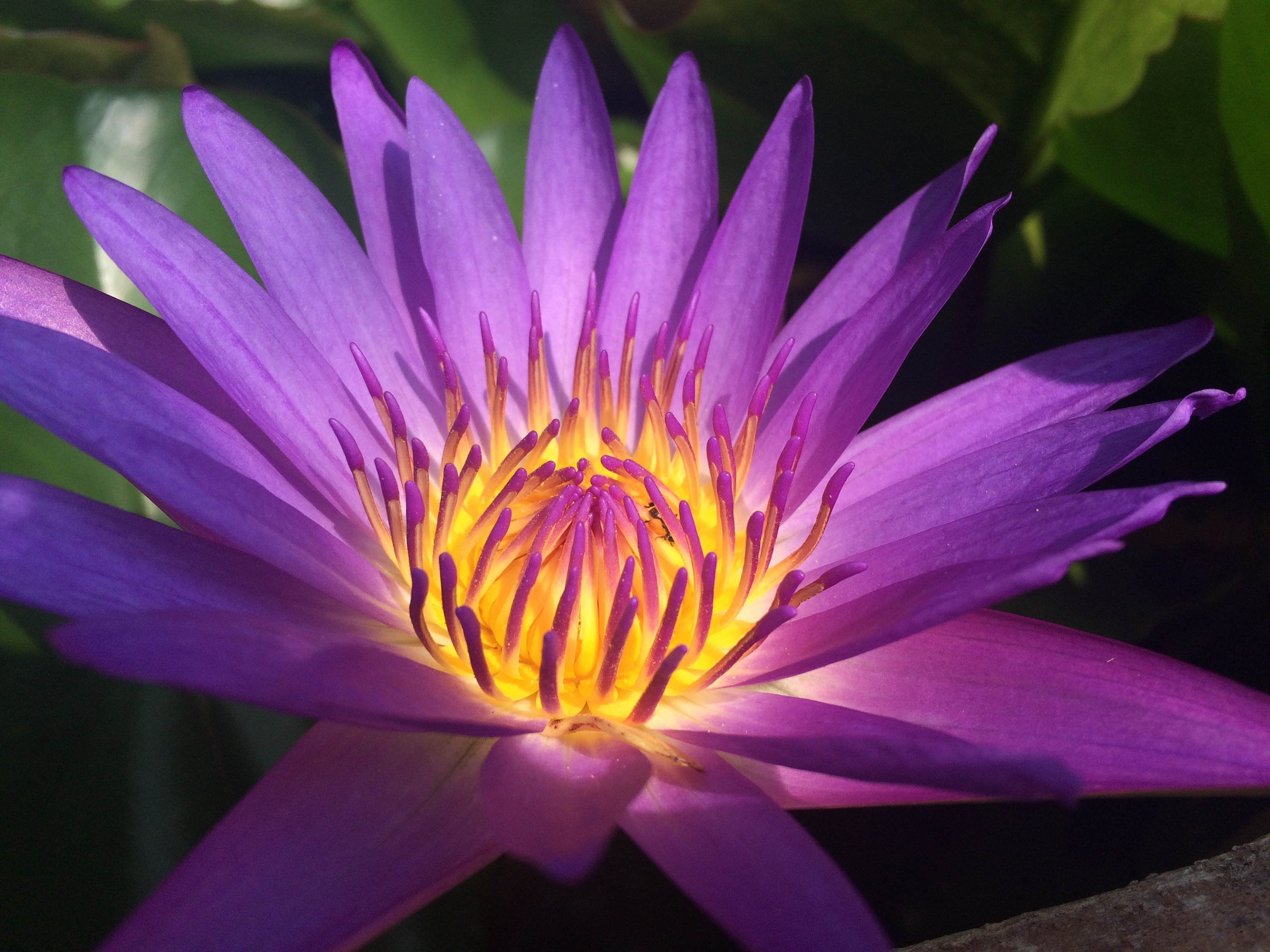 Water Lily, Flower, Nature, flower, petal